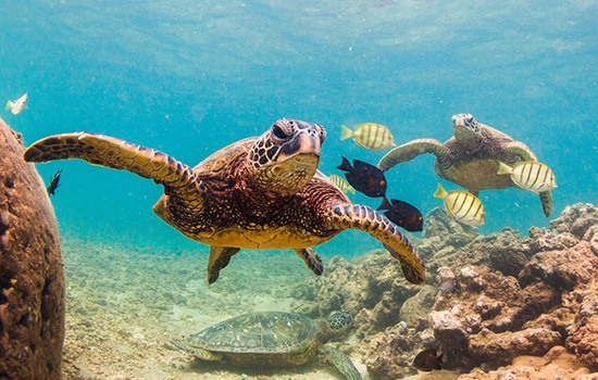 Sustainable Tourism Association of Hawaii